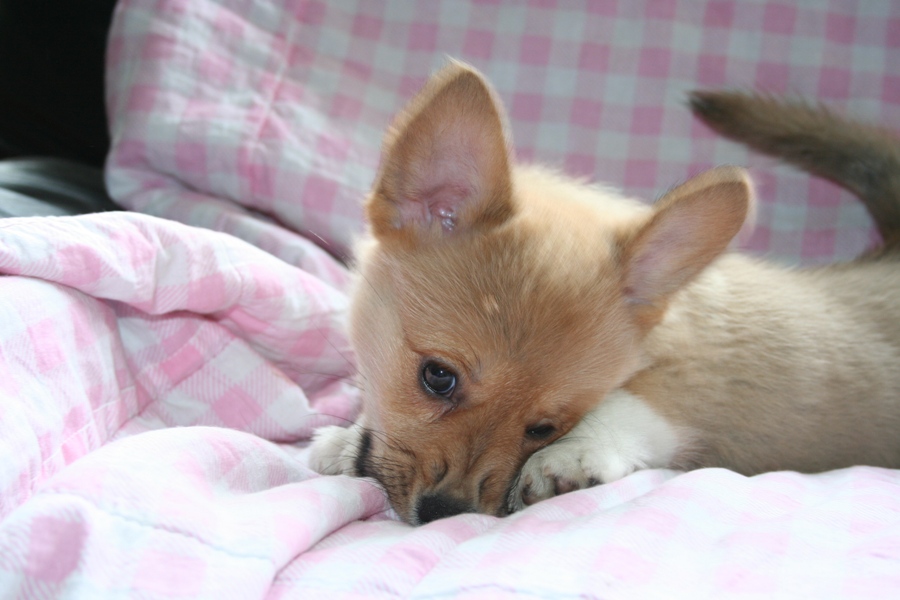 Puppies